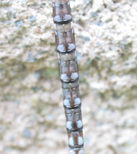 Aeshna constricta
